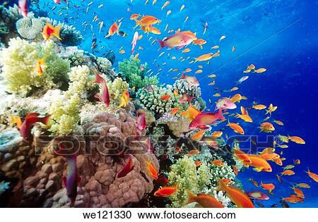 Coral reef Southern Red Sea, near Safaga Egypt View Large Photo Image Stock Image - Coral reef Southern Red Sea, near Safaga Egypt. Fotosearch