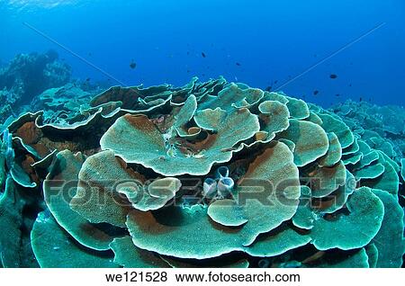 Coral reef Turbinaria sp, Raja Ampat, Indonesia View Large Photo Image Stock Photo - Coral reef Turbinaria sp, Raja Ampat, Indonesia. Fotosearch