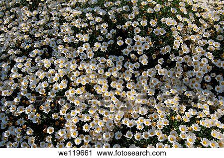 Daisy Bellis perennis Ukraine, Eastern Europe View Large Photo Image Stock Image - Daisy Bellis perennis Ukraine, Eastern Europe. Fotosearch