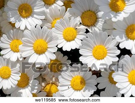 Daisy Bellis perennis Ukraine, Eastern Europe View Large Photo Image Stock Photography - Daisy Bellis perennis Ukraine, Eastern Europe. Fotosearch