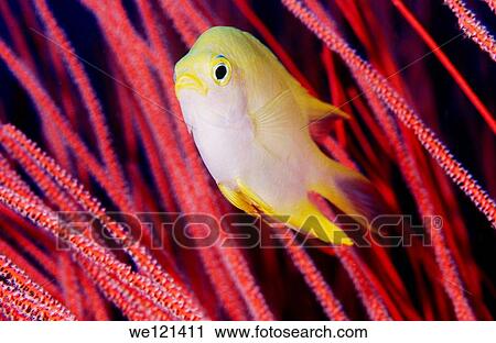 Damselfish Amblyglyphidodon sp Kimbe Bay Papua New Guinea View Large Photo Image Stock Image - Damselfish Amblyglyphidodon sp Kimbe Bay Papua New Guinea. Fotosearch
