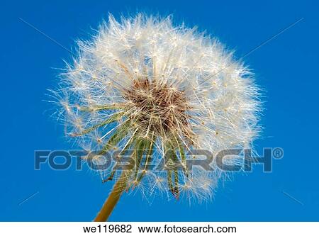 Dandelion flower head Taraxacum sp, Ukraine, Eastern Europe View Large Photo Image Stock Image - Dandelion flower head Taraxacum sp, Ukraine, Eastern Europe. Fotosearch