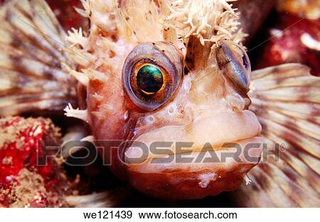 Decorated warbonnet Chirolophis decoratus Howe Sound British Columbia Canada View Large Photo Image Stock Photo - Decorated warbonnet Chirolophis decoratus Howe Sound British Columbia Canada. Fotosearch