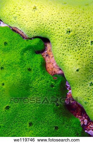 Demosponge Lubomirskia baicalensis, Lake Baikal, Siberia, the Russian Federation, Eurasia View Large Photo Image Stock Photograph - Demosponge Lubomirskia baicalensis, Lake Baikal, Siberia, the Russian Federation, Eurasia. Fotosearch