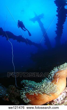 Diver and anemone in Fujikawa Maru remains in Truk Lagoon View Large Photo Image Stock Photograph - Diver and anemone in Fujikawa Maru remains in Truk Lagoon. Fotosearch
