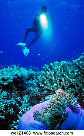 Diver and anemonefish Amphiprion sp Witu Islands Papua New Guinea View Large Photo Image Stock Photo - Diver and anemonefish Amphiprion sp Witu Islands Papua New Guinea. Fotosearch