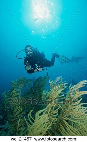Stock Photo - Diver and black coral Nassau, Bahamas. Fotosearch