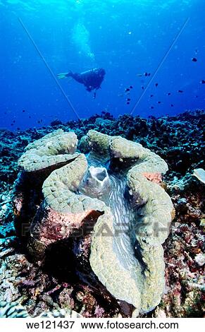 Diver and giant clam Tridacna sp Tufi Papua New Guinea View Large Photo Image Stock Photo - Diver and giant clam Tridacna sp Tufi Papua New Guinea. Fotosearch