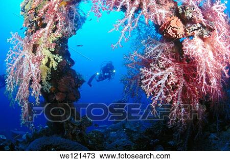 Diver and soft coral by Sankisan Maru remains in Truk Lagoon View Large Photo Image Stock Image - Diver and soft coral by Sankisan Maru remains in Truk Lagoon. Fotosearch