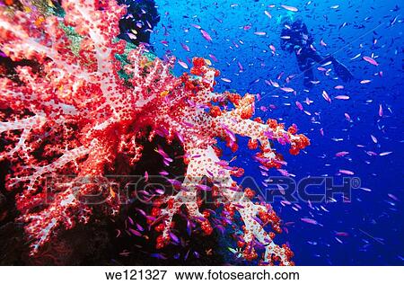 Diver and soft coral Near Loloata Island Papua New Guinea South Pacific View Large Photo Image Stock Photo - Diver and soft coral Near Loloata Island Papua New Guinea South Pacific. Fotosearch