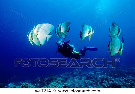Diver and Teira Batfish Platax teira New Ireland Papua New Guinea View Large Photo Image Stock Photo - Diver and Teira Batfish Platax teira New Ireland Papua New Guinea. Fotosearch