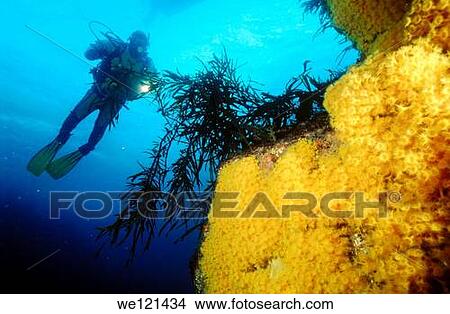 Diver and yellow zoanthids Tasmania, Australia View Large Photo Image Picture - Diver and yellow zoanthids Tasmania, Australia. Fotosearch