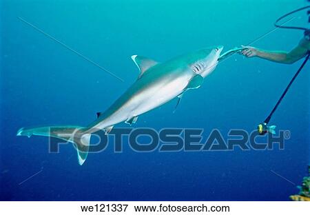 Diver hand feeding silver-tip shark Fathers reefs Papua New Guinea View Large Photo Image Stock Photo - Diver hand feeding silver-tip shark Fathers reefs Papua New Guinea. Fotosearch
