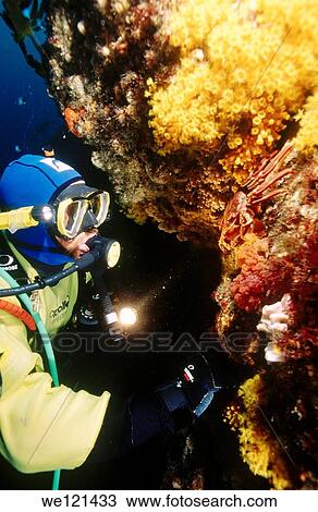 Diver illuminates crab and yellow zoanthids Tasmania Australia View Large Photo Image Stock Image - Diver illuminates crab and yellow zoanthids Tasmania Australia. Fotosearch