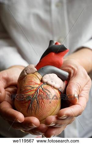 Doctor holds a model of a human heart in her hands View Large Photo Image Stock Photo - Doctor holds a model of a human heart in her hands. Fotosearch
