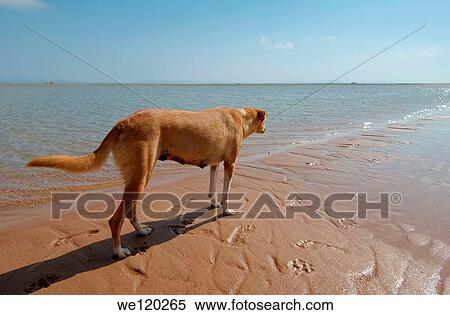 Dog on beach, Dahab, Red Sea, Egypt, Africa View Large Photo Image Stock Photography - Dog on beach, Dahab, Red Sea, Egypt, Africa. Fotosearch