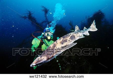 Stock Image - Draughtboard shark Cephaloscyllium laticeps Tasmania, Australia. Fotosearch