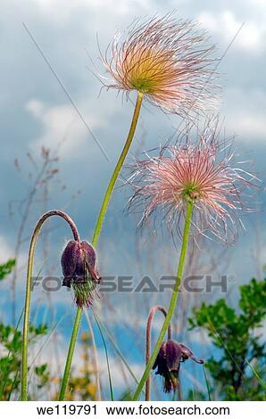 Eastern pasqueflower Pulsatilla patens, Ukraine, Eastern Europe View Large Photo Image Stock Image - Eastern pasqueflower Pulsatilla patens, Ukraine, Eastern Europe. Fotosearch