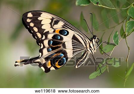 Emperor Swallowtail, Papilio ophidicephalus, Swallowtails Papilionidae View Large Photo Image Stock Photo - Emperor Swallowtail, Papilio ophidicephalus, Swallowtails Papilionidae. Fotosearch
