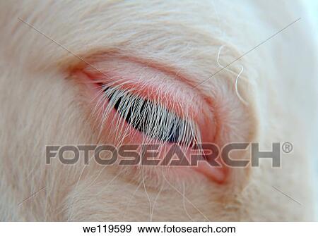 Eye of white pony foal, Odessa, Ukraine, Eastern Europe View Large Photo Image Stock Photo - Eye of white pony foal, Odessa, Ukraine, Eastern Europe. Fotosearch