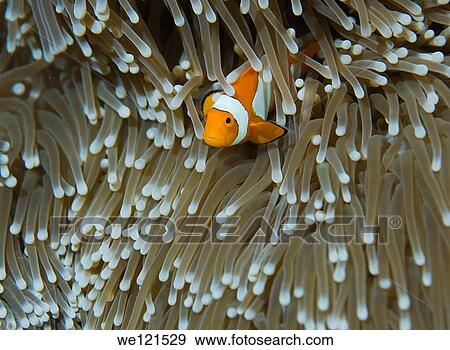 False clown anemonefish Amphiprion ocellaris, Raja Ampat, Indonesia View Large Photo Image Stock Photo - False clown anemonefish Amphiprion ocellaris, Raja Ampat, Indonesia. Fotosearch