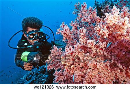 Female scuba diver and soft coral Papua New Guinea South Pacific View Large Photo Image Stock Photograph - Female scuba diver and soft coral Papua New Guinea South Pacific. Fotosearch