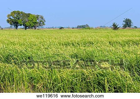 Field with rice crop Oryza sativa, Battambang, Cambodia View Large Photo Image Stock Photograph - Field with rice crop Oryza sativa, Battambang, Cambodia. Fotosearch