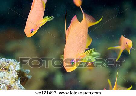 Fish View Large Photo Image Stock Image - Fish. Fotosearch
