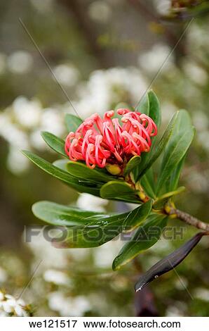 Flower View Large Photo Image Stock Photo - Flower. Fotosearch