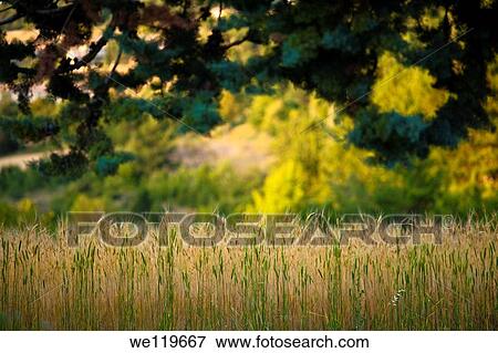 Forest in Mont Ventoux, Provence, France View Large Photo Image Stock Photo - Forest in Mont Ventoux, Provence, France. Fotosearch