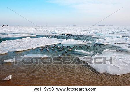 Frozen Black Sea, a rare phenomenon, occured in 1977 for the last time, Odessa, Ukraine, Eastern Europe View Large Photo Image Stock Image - Frozen Black Sea, a rare phenomenon, occured in 1977 for the last time, Odessa, Ukraine, Eastern Europe. Fotosearch