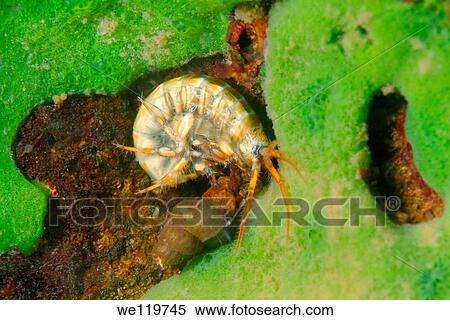Gammarid Eulimnogammarus maacki Lake Baikal, Siberia, Russian Federation, Eurasia View Large Photo Image Stock Photography - Gammarid Eulimnogammarus maacki Lake Baikal, Siberia, Russian Federation, Eurasia. Fotosearch