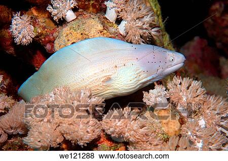 Geometric moray Siderea grisea, Red Sea, Egypt, Africa View Large Photo Image Stock Photo - Geometric moray Siderea grisea, Red Sea, Egypt, Africa. Fotosearch