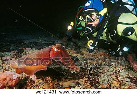 Giant cuttlefish Sepia apama Tasmania, Australia View Large Photo Image Stock Image - Giant cuttlefish Sepia apama Tasmania, Australia. Fotosearch