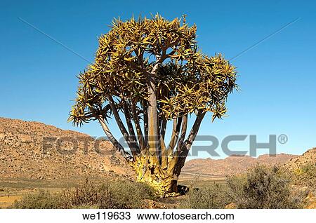Giant Quiver tree, Kokerboom, Aloe dichotoma, Goegap nature reserve, Namaqualand, South Africa View Large Photo Image Stock Image - Giant Quiver tree, Kokerboom, Aloe dichotoma, Goegap nature reserve, Namaqualand, South Africa. Fotosearch
