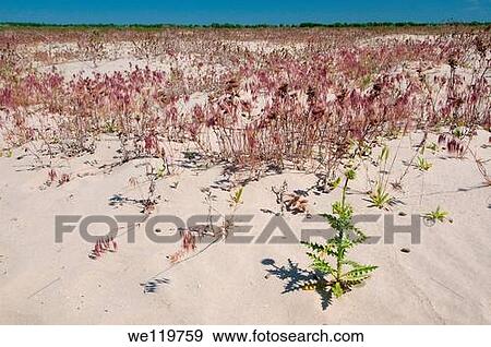 Greater Burdock Arctium lappa, Yermakov island, Ukraine, Eastern Europe View Large Photo Image Stock Photo - Greater Burdock Arctium lappa, Yermakov island, Ukraine, Eastern Europe. Fotosearch