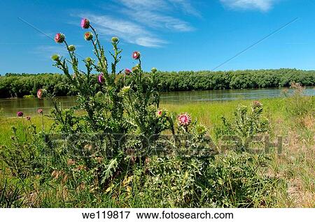 Greater Burdock Arctium lappa, Yermakov island, Ukraine, Eastern Europe View Large Photo Image Stock Photo - Greater Burdock Arctium lappa, Yermakov island, Ukraine, Eastern Europe. Fotosearch