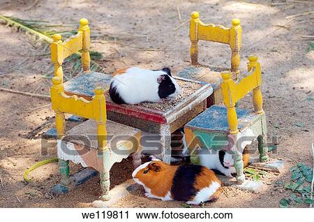 Guinea pigs Cavia porcellus sitting on miniature chairs at a miniature table, Tunis, Africa View Large Photo Image Stock Image - Guinea pigs Cavia porcellus sitting on miniature chairs at a miniature table, Tunis, Africa. Fotosearch