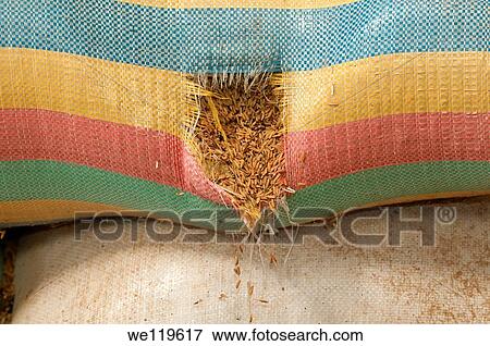 Harvest loss of rice from a leaking rice bag, Battambang, Cambodia View Large Photo Image Stock Photo - Harvest loss of rice from a leaking rice bag, Battambang, Cambodia. Fotosearch
