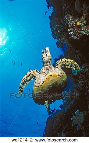 Hawksbill turtle Eretmochelys imbricata Namena Island Fiji View Large Photo Image Stock Image - Hawksbill turtle Eretmochelys imbricata Namena Island Fiji. Fotosearch
