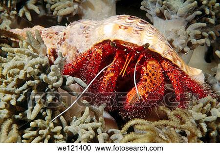 Hermit crab Dardanus megistos New Ireland Papua New Guinea View Large Photo Image Stock Image - Hermit crab Dardanus megistos New Ireland Papua New Guinea. Fotosearch