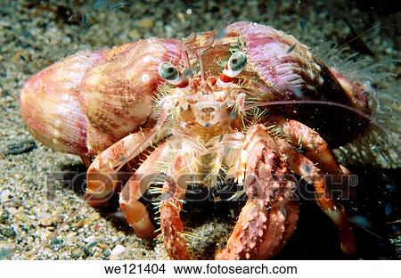 Picture - Hermit crab Dardanus sp Milne Bay Papua New Guinea. Fotosearch