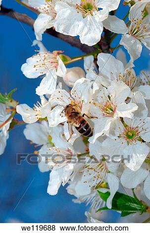 Stock Photo - Honey bee Apis mellifera collecting pollen, Ukraine, Eastern Europe. Fotosearch