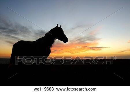 Horse in the steppe at sunset, Cape Tarhankut, Tarhan Qut, Crimea, Ukraine, Eastern Europe View Large Photo Image Stock Image - Horse in the steppe at sunset, Cape Tarhankut, Tarhan Qut, Crimea, Ukraine, Eastern Europe. Fotosearch