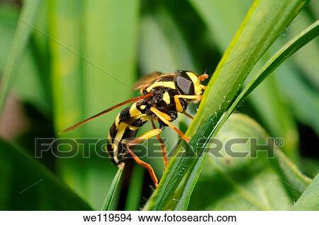 Hoverfly Spilomyia diophthalma, Ukraine, Eastern Europe View Large Photo Image Picture - Hoverfly Spilomyia diophthalma, Ukraine, Eastern Europe. Fotosearch