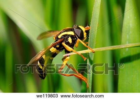 Hoverfly Spilomyia diophthalma, Ukraine, Eastern Europe View Large Photo Image Stock Image - Hoverfly Spilomyia diophthalma, Ukraine, Eastern Europe. Fotosearch