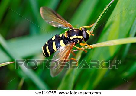 Hoverfly Spilomyia diophthalma, Ukraine, Eastern Europe View Large Photo Image Stock Photography - Hoverfly Spilomyia diophthalma, Ukraine, Eastern Europe. Fotosearch