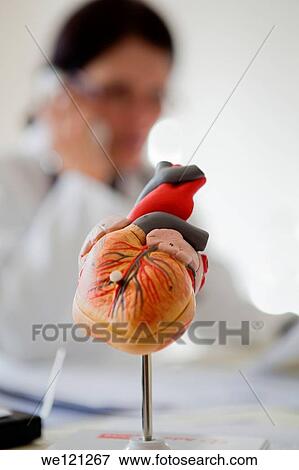 Human heart model on doctors desk View Large Photo Image Stock Photo - Human heart model on doctors desk. Fotosearch