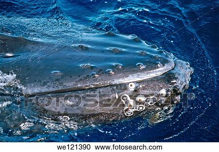 Humpback whale Megaptera novaeangliae Ha´apai Islands Tonga View Large Photo Image Stock Image - Humpback whale Megaptera novaeangliae Ha´apai Islands Tonga. Fotosearch