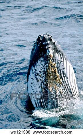 Humpback whale Megaptera novaeangliae Ha´apai Islands Tonga View Large Photo Image Stock Photo - Humpback whale Megaptera novaeangliae Ha´apai Islands Tonga. Fotosearch
